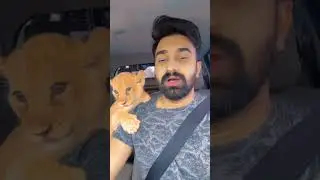 Cute Lion Cub 🫶🏻 Love in her eyes ❤️😭 #lion #lioncub #hilux #car #ytdictator #viral