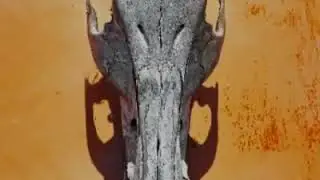 Mysterious Trophies found made by Human skulls