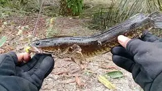 CASTING IKAN HARUAN DI SPOT KANAL AIR HITAM YANG MULAI SURUT
