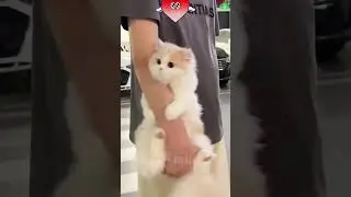 Funny pets😆 Quick Laughs with Furry Friends! 🐕😆066#shorts #funnycats #viralshort