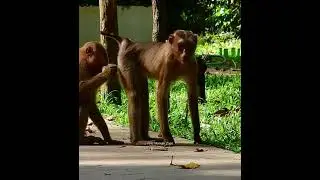 A nice monkey style.  #mongkey #monkeylife #monkeyvideo #funnymonkey #moneyheist  #monkeydaily