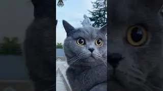 Вам нравятся такие видео? #britishshorthaircat #cat #britishcat #коттомас