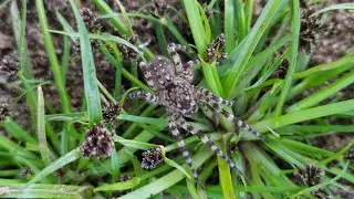 Паук-волк Arctosa cinerea и его норка