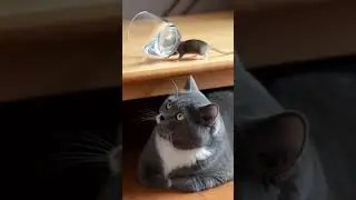 Modern Tom & Jerry #cute #cat #adoreble #adorably #funny #adorabile #animals #catandmousegame