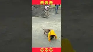 तोहरा जैसान भाई कहा।😊😍#pwansingh #songs #dogs #love #viralvideo