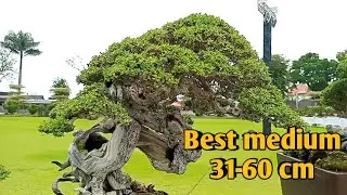 BONSAI TERBAIK DI KELAS MEDIUM 31-60 CM.