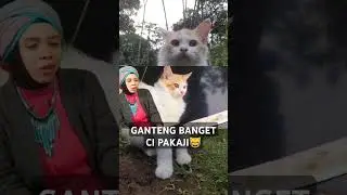 hajimeng #shorts #short #shortvideo #hajithoriq #umi