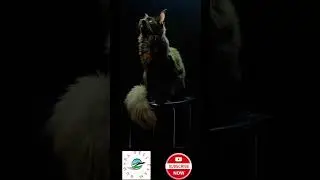 Subscribe | SAVE PETS | BIRDS 🐦 | DOGS 🐕 | CAT 🐈 | WILD ANIMALS  ANIMAL | HOME PETS 🦜 🐦 🐶 🐈&zwj;⬛️ 😺