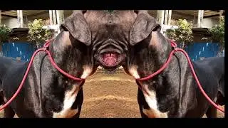 Similarities and Differences between a Great Dane and Bully Kutta