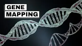 LINKAGE\GENE MAPPING NUMERICALS || GENETIC MAPPING  || THREE POINT CROSS || GENETICS