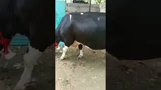 top quality hf cow high milking cows please like and subscribe my channel sheoran dairy farm