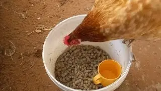 بغيتي غزارة في البيض🥚عليك بهذا العلف الممتاز🐓وداعا للرطوبة مع الشرابات الجديدة..