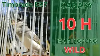 Wild Song 🦅 - Canary Training Song - 10 h - Timbrado Español - Pardillo Linnet 06-2024_ White - Gray