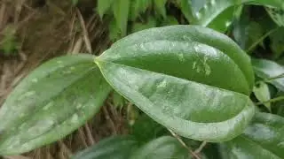 Chopchini plant/ চোপচিনি গাছ// 01735086287