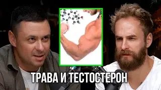 Как трава влияет на тестостерон? Игорь Лазарев.