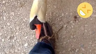 Swan Attacks Me