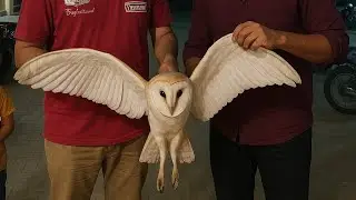 Hum ne Pakra Nayaab Ullu  | owl rescue 