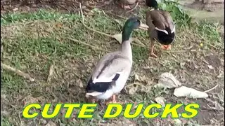 ANATIDAE 