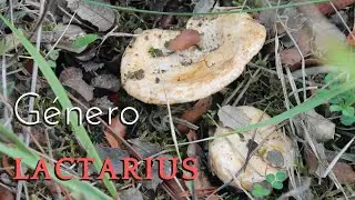 Falso Niscalo / Lactarius de encinas | &iquest;Lactarius mediterraneensis?