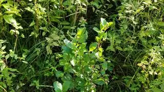 Zone Five Permaculture: Aronia Berries - Growing Conditions and First Year Harvest!