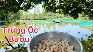 Trứng ốc bươu đen tại vườn