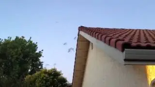 Bats in the Roof!