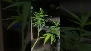 Male cannabis plant have pollen's sack and don't have a bud flower 🌱#outdoors #canabis_sativa