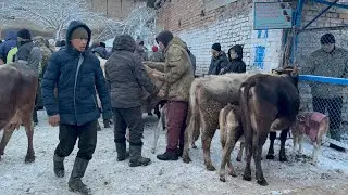 МУЗОЛУУ СААН УЙЛАР НООКАТ МАЛ БАЗАРЫ / 18 январь  202 Жыл