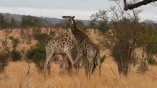 Giraffe necking for dominance in Kruger National Park