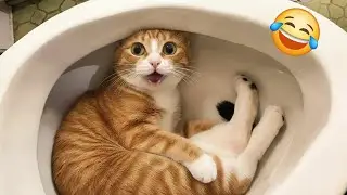 Funniest videos of Cats | Top Hilarious moments