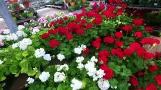 A Quick Tour of Merrifield Garden Center, VA