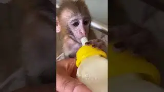 cute baby monkey 😍 #viral #shorts #cute