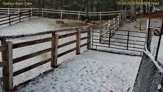 Goldy's Paddock Rescues 946am Zebus;123pm Snow   12242025