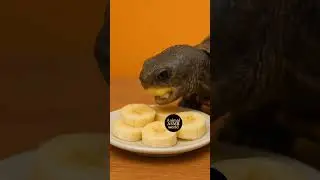 ASMR Turtle Eating Banana 🐢🍌 | Cute Animal Mukbang