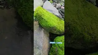 🌿 Nature&rsquo;s Tiny Miracle | Moss Growing Between Rocks #nature #moss #naturelovers #shorts #rocks