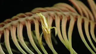香港東果洲潛水記 Diving in East Ninepin Island, Hong Kong 6-7/2025