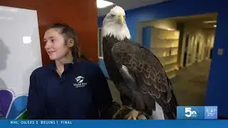 BALD EAGLE at KSDK-TV TRIES TO FLY AWAY