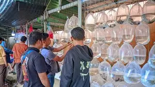 Update Lapak Ikan Hias Bang Baron Pasar Ikan Hias Parung 