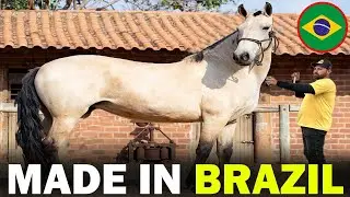 6 RARE Brazilian Origin Horse Breeds You Don't Know About!!