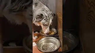 Keep Your Dog&rsquo;s Teeth Healthy with This Food! 🦷 Hill&rsquo;s Science Diet Review
