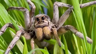 How to get rid of Spiders in the Basement &ndash; A Detailed Guide to Keeping Your Basement Spider-Free
