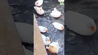 What do you know about this incredibly beautiful small breed of duck? 🐣🪿🪿🐣