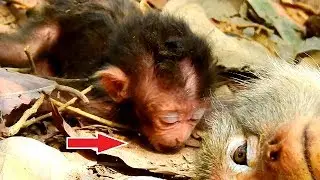 OMG, New baby Dalton eat land instead of milk, Just born a few hours mom abandon alone
