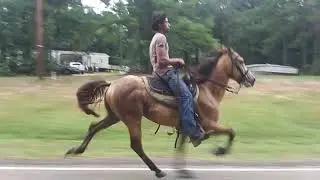 Buckskin singlefooting stallion