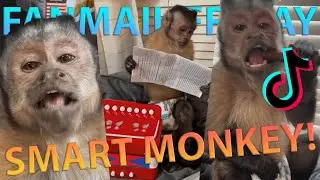 Georgie Boy Official - Fanmail Friday 9 Smart Monkey! 🐵🧠