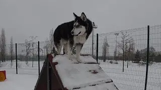 С хаски Диком на новой площадке 9.01.26 часть 3