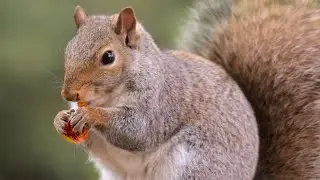 Squirrel World and Squirrels Mating Season