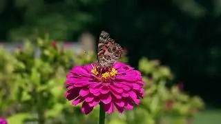 Butterfly enjoys nectar on zinnia flower in sunlit garden close up view . 4k nature  footage