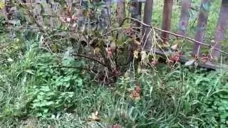Pruning Blackberries - Floracane Varieties