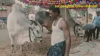 DVR BULLS 1st Prize Winner,Devabaktuni Subbarao Garu, in thanuku village